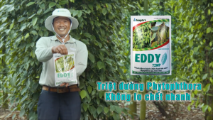 ( Hợp Trí ) EDDY 72WP (300G) - ĐẶC TRỊ BỆNH MỐC SƯƠNG VÀNG LÁ THỐI RỄ - Hàng Hiệu Chính Hãng