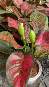 Cây vạn lộc thủy sinh dễ sống trong nhà cây trang trí văn phòng nhà cửa cây phong thủy cây thanh lọc không khí