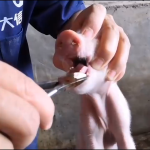 Professional Livestock Grooming Kit Stainless Steel Pig Rabbit Nail Clipper Farm Care Cutting Tool