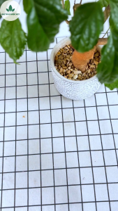 3 Set Trà Sâm Bí Đao Nấu 5-7Lít (Tặng Kèm Hạt Chia) - Chợ Thảo Dược Việt