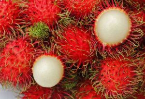 Bibit Rambutan Binjai dan Rapiah Okulasi