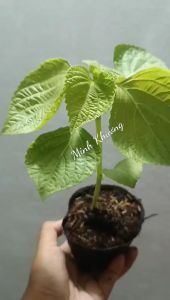 chậu cây lá mè Hàn Quốc nhiều công dụng thơm ngon-Vườn Minh Khương