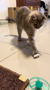 Cat Toy Little Snow Interaction Toy automatic motion detect irregular motion teasing toys pet toys battery power pet electric toy monster toy like actual bug