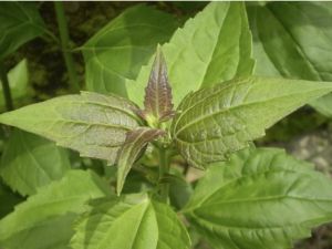 BISA COD!!! DAUN HERBAL PENCEGAH DIABETES MURAH HEMAT/DAUN BALAKACIDA 500 gram/DAUN KIRINYUH/OBAT OBATAN TRADISIONAL