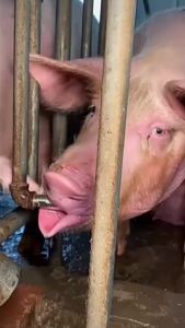 JeDa 1/2" ก๊อกหมู สแตนเลสแท้ ก๊อกน้ำหมู ก๊อกหมูกินน้ำ จุ๊บหมู จุกดูดน้ำหมู ทนทานไม่ขึ้นสนิม Pig Drinking Faucet