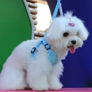 Yếm/ dây dắt hoạt hình cho thú cưng có viền phản quang - Tiệm Mèo Moa