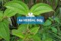 Daun harendong atau senduduk bulu clidemia hirta segar 250 gram. 