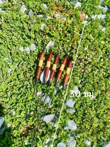 ทุ่นชิงหลิว (ราคาต่อ1ดอก) ทุ่นตกลอย บอดี้ 7.5 ซม  ยาวรวม 30 ซม