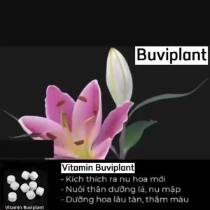 GÓI 50 VIÊN VITAMIN PHÂN BÓN CHO CÂY CẢNH - TĂNG RẼ - NHIỀU HOA -SINH TRƯỞNG MẠNH