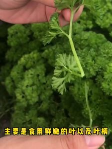 Curled Parsley Seeds - (100SEEDS) Moss Curled Parsley Seeds