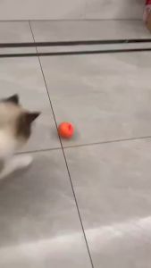 Pet Smart Boucing Ball Dog Automatic Rolling Ball Usb Rechargeable Interactive Cat Ball Toy 跳跳球