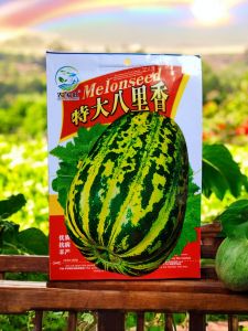 (KEMASAN PREMIUM) BIJI/BENIH TIMUN SURI HIJAU LORENG IMPORT (isi 2 gram)