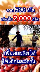 โปรยกลัง ปุ๋ยน้ำลาวา LAWA ชนิดเข้มข้น มีธาตุอาหารที่พืชต้องการ ศูนย์จำหน่ายลาวา ขวดใหญ่ 1000cc ของแท้100%