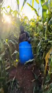 OSSEL Mesin Pemipil Jagung Perontok Jagung Dinamo Listrik OS-PJ200 OSSEL