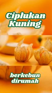 (20 Butir) Benih Ciplukan Kuning | Golden Berry | Cecendet Berkebun Dirumah Bibit Hemat Siap Tanam