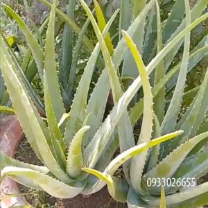 Nha đam Thái | Lô Hội 1kg