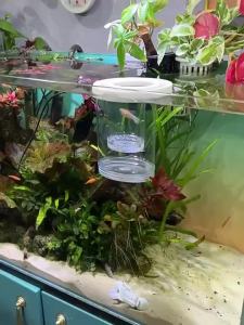 Suspended Hatching Box Tube Floating Guppy Zebrafish Betta Fish Multifunctional Small Fry Transparent Breeding Isolation Box New