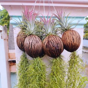 ทิลแลนเซียเปลี่ยนสีตามฤดูกาล เคราฤาษี พร้อมด้วยลูกตีนเป็ด ไม้ฟอกอากาศ ดักฝุ่น สวยๆ ชุดสุดคุ้ม