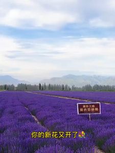 [HCM] Túi Thơm Hoa Oải Hương Lavender H254 - NgocChau_Store