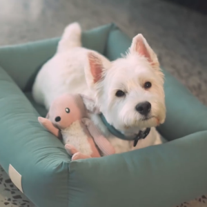 FuzzYard LIFE Animals Dog Toys | 5 Adorable Designs with Squeaker - Bunny/Koala/Bear/Fox/Kangaroo