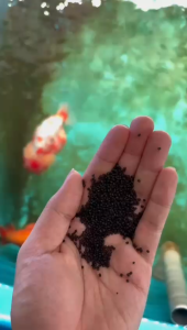 BM Goldfish Pellet Sinking Type 500g Groom Body Enhance Body Color金鱼沉底饲料[Ready Stock]