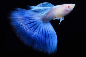 Albino Sky Blue Guppy