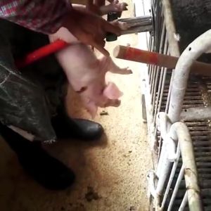 Piglet Castration holder hang type Tool Castration Frame Pig Castrator Stainless Steel castration tool for piglets