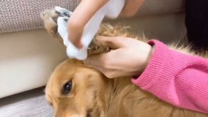 Pet Paw Foot Cleansing Foam Cleaner Portable Waterless Cleaning Shampoo Pet Foot Washing Brush 洁足液