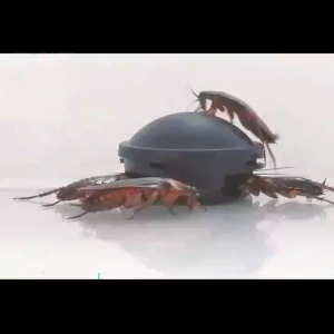 【1 day Kill all cockroach💯】Japanese imported high-efficiency cockroach killer cockroach catcher cockroach trap household kitchen cockroach glue bait cackroasafe and non-toxic effective in repelling reducing pest infestation cockroach repellent insecticid