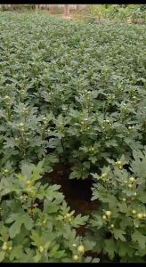 PROMO BUNGA HIAS HIDUP  Tanaman Krisan Seruni Sudah Rimbun Siap Mekar Bisa Pilih Warna Dan Kualitas Grade A Bibit Tanaman Bunga Hidup Krisan Aster Seruni Bunga Yang Cantik Segar Dan Melambangkan Kesetiaan Promo Cod