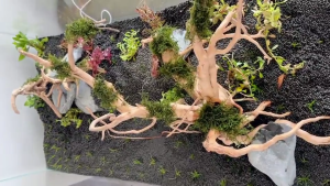 ขอนไม้ตู้ปลา รากไม้ ไม้แต่งตู้ปลา ปลอดภัย สำหรับตกแต่งตู้ปลา จัดเลย์เอ้าท์ตู้ไม้น้ำ