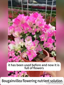【Make flowers bigger brighter and longer lasting】fertilizer for flowering plant 300ml suitable for orchids bougainvillea