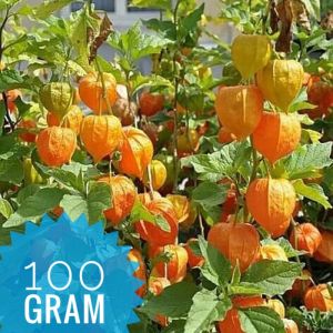 ciplukan segar 100 gram 250 gram 500 gram goldenberry cecenet