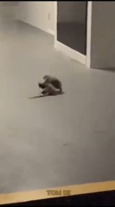 BELI 3 LEBIH MURAH - Alat Perangkap Tikus Model Jepit Miki Trap Praktif / Perangkap Tikus Jebakan Penjepit Besar Mouse Trap Plastik