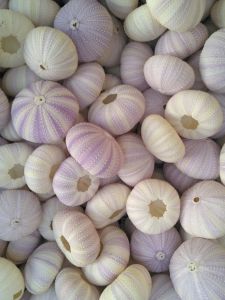 Natural Conch and Shell Anthocidaris Crassispina Sea Urchin Shell Window Design Decoration DIY Girlfriend Wedding Creative Gift