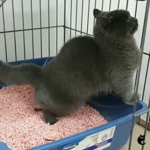 Happy Minien Premium Tofu Clumping Flushable Tofu Cat Litter 7L 2.3KG