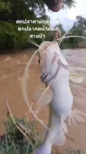 น้าเบยร์ เหยื่อหมัก เหยื่อตกปลากด รุ่น สายป่า สูตรเข้มข้น ปลาหนัง กินดี รีวิวเพียบ เบ็ด ตกปลา เหยื่อตกปลา เหยื่อปลากด