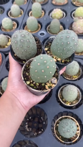 Tephrocactus geometricu ไข่มังกร