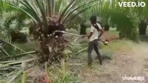 หัวเกียร์แทงปาล์มน้ำมัน เครื่องตัดปาล์มน้ำมัน เครื่องแทงปาล์ม หัวเกียร์ตัดปาล์ม เสียมแทงปาล์ม เคียวปาล์ม ใบเลื่อย มีอนุสิทธิบัตร