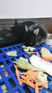 Household Pet Cage Matting Thicked Anti Slip Duty Plastic Dog Matting Floor Cage Plant Matting