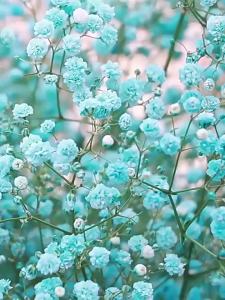 TEKANAI | Natural Dried Babys Breath Home Decor