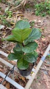 Cây Bàng Singapore - Cao tông thể khoảng 50-60 cm - Sang trọng!