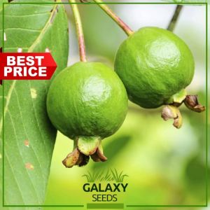 "GalaxySeeds" Bonsai Guava Seeds for Planting Vegetable Plants (20 Seed) Including fertilizer Hybrid Variety Plant