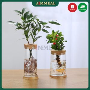 [Tặng Chân Đế] Hũ Thủy Tinh Lọ Hoa Thủy Tinh Trồng Cây Cảnh Thủy Canh Cây Cảnh Để Bàn Cây Cảnh Mini Độc Đáo
