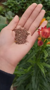 Hạt giống hoa cúc bất tử mix màu - 1 gói 50 hạt - ( TẶNG gói kích thích hỗ trợ hạt nảy mầm)