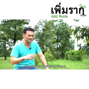 เอฟโฟเรีย น็อคเร็ว กำจัดเพลี้ยจักจั่น เพลี้ยไฟ เพลี้ยอ่อน คุมได้นาน ไธอะมีโทแซม+แลมป์ดาไซฮาโลทริน