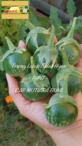 BENIH TERONG LALAP BULAT PIPIT ISI 650 BUTIR BENIH CAP MUTIARA BUMI