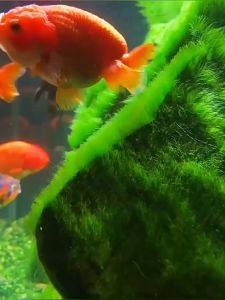 Short haired algae species 短绒藻种80g 水族馆造景水草 兰寿鱼缸藻种 orchid longevity fish tank algae species aquarium landscaping aquatic plants