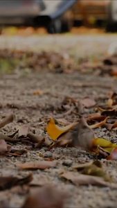 Mesin Blower Angin Portable Cordless Blower 21 Volt Alat Peniup Angin Pembersih Debu Kotoran - 6572