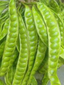 PETE/PETAI PADI PER 1 LONJOR PAPAN TUA SUPER